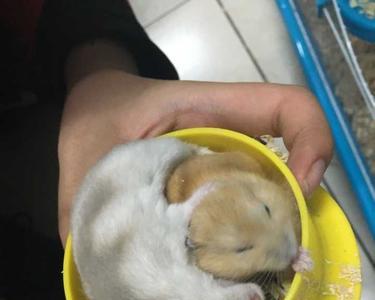 高中宿舍可以养仓鼠吗