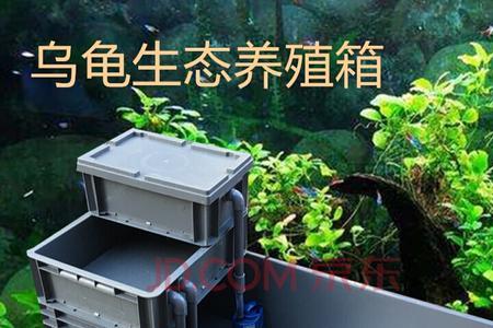 养龟用什么缸最合适