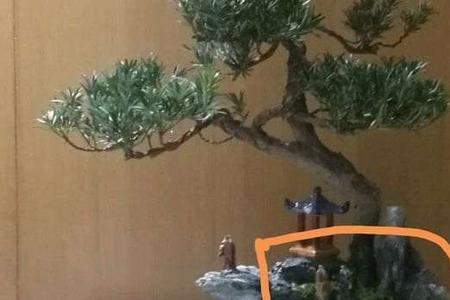 松树盆景换盆后枝叶干枯