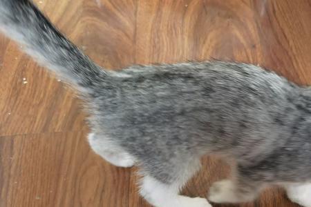 小猫弓背发出呼呼声是什么意思