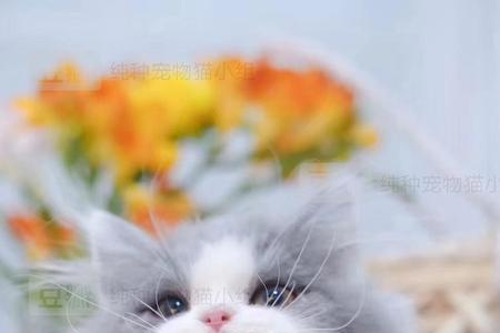 三花拿破仑母猫配什么猫最好