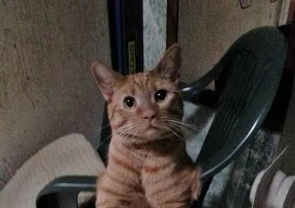 一斤六两的猫大概多大