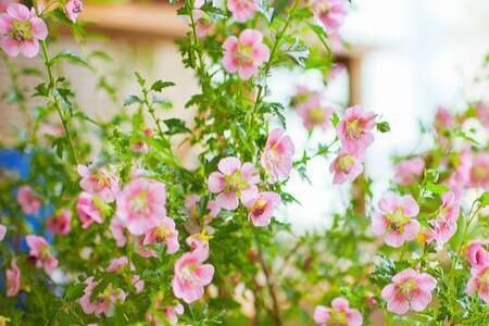 小木槿夏天怎么养才能爆花