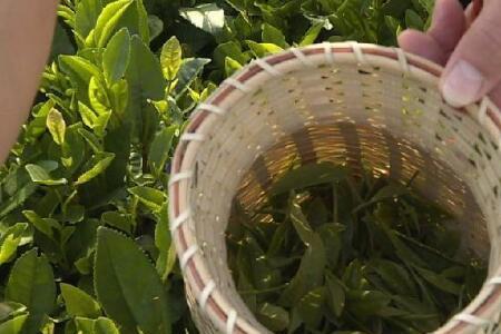 采茶一芽一叶怎么上水