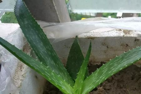 芦荟50天没浇水还能救活不