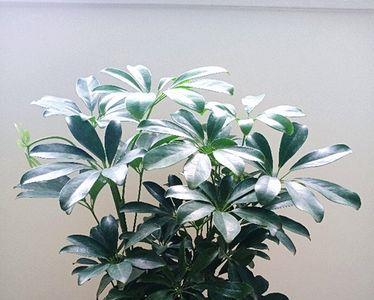 八角木与招财树的区别