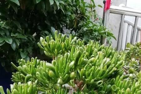 多肉吸财树夏天掉叶是什么原因