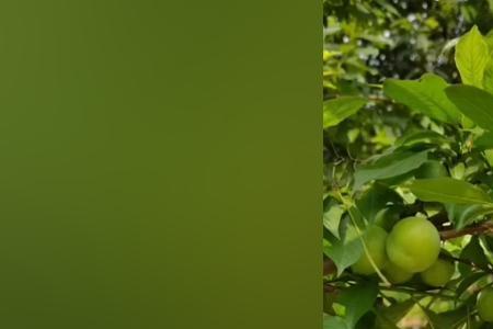 三月李剪枝的最佳时间