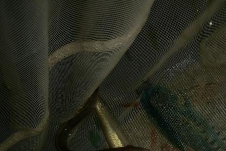 红狼牙鰕虎鱼多少一斤