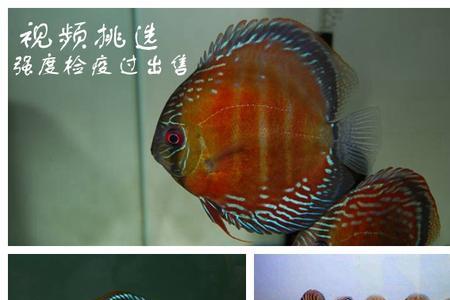 七彩神仙鱼公鱼大还是母鱼大