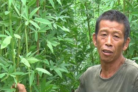麻怎么种