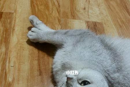 是怎么忍住不跟猫玩的