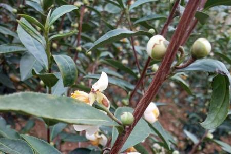 茶树花可以插活不