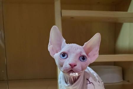 无毛猫几个月定型