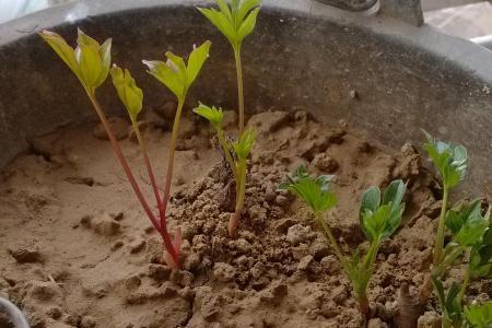 卡丽花幼苗分株方法