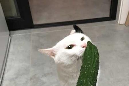 黄瓜猫为什么会飞奔