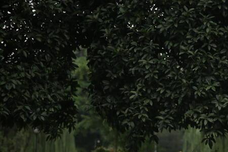 成都出租车证能跑网约车吗