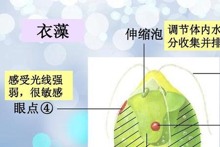 衣藻的叶绿体有叶绿素吗