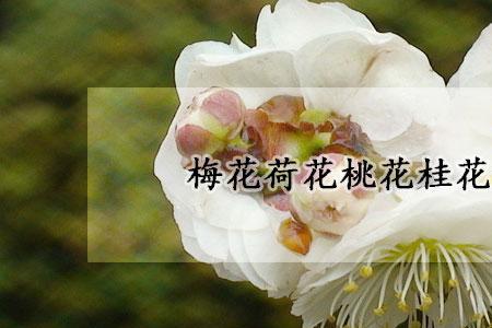 桃花与桂花区别