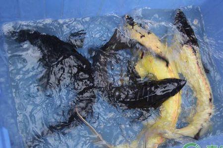 鲟鱼养不活