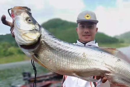 金沙鲈鲤吃什么