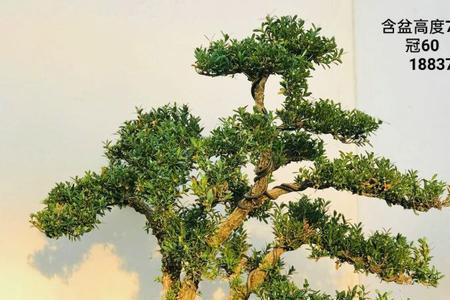 白皮黄杨好还是皱皮好