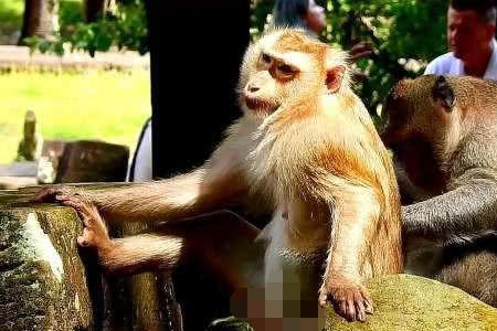 公猴怎么和母猴交往的