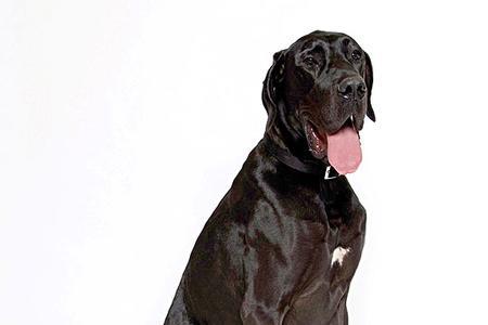 大丹犬和魏玛犬有啥区别