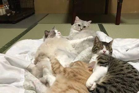 人和猫能同住在一个房间吗