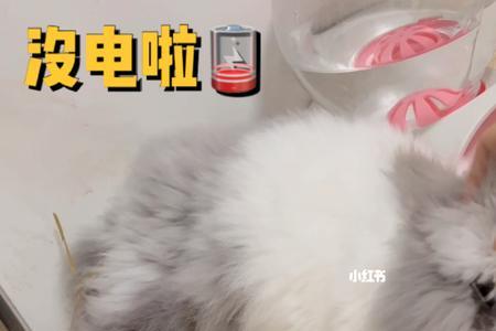 兔子死的时候为什么会蹬腿
