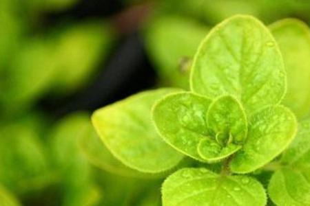 闻植物的气味应该注意什么