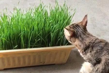 田园猫吃生食不吃猫粮