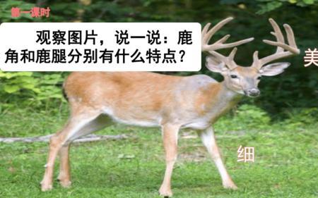 鹿角和鹿腿是哪个国家