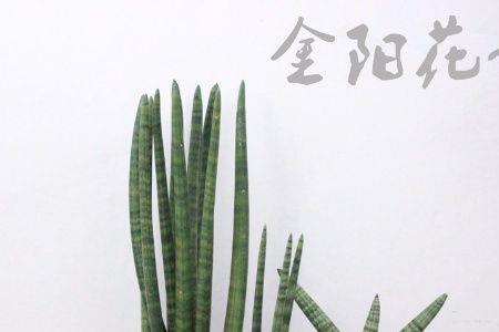 小虎头兰开花香吗
