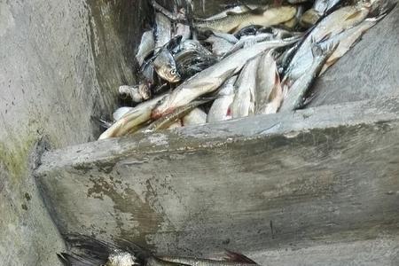 万峰湖手竿钓翘嘴技巧
