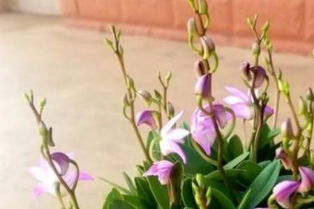 泰国石斛兰花的种植方法