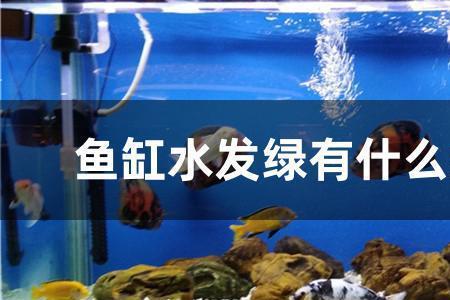 绿水养什么鱼能清洁水体