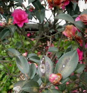 茶花树果要不要摘掉