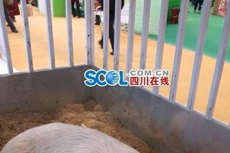 猪身高和体重对照表