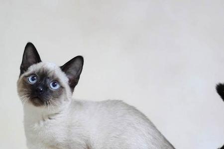 蓝猫和暹罗哪个聪明