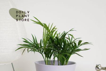 袖珍椰子树能长大吗