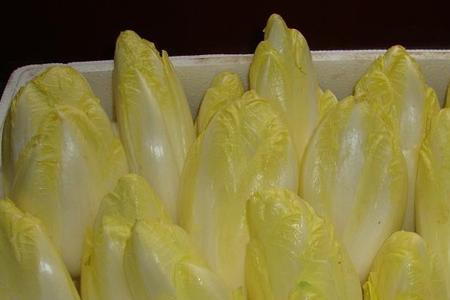 金玉兰菜种多深