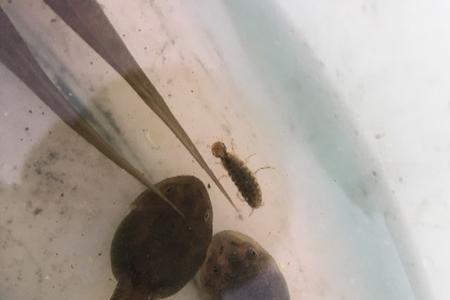 什么动物眼睛像蝌蚪