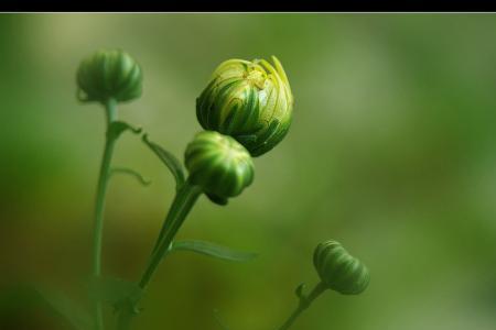 菊花叶怎么催芽
