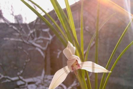 瑞雪丰年兰花花期
