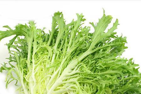生菜苦菊开春什么时间种