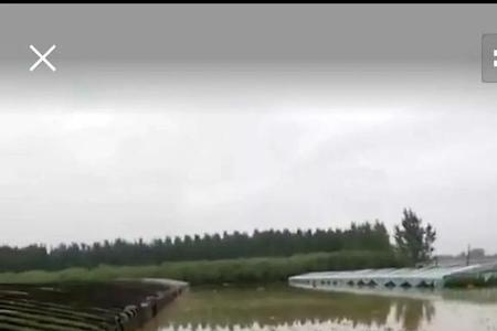 洁田稻除草剂遇雨后怎样补救