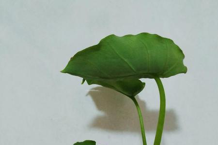 芋头叶子不沾水怎么办