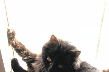 克尔苏加德的猫是什么品种