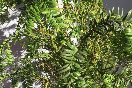 红豆杉叶子上出油